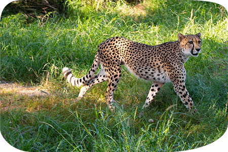 1990s cheetah
