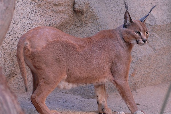 Caracal at The Living Desert Zoo and Gardens. Click to see more.