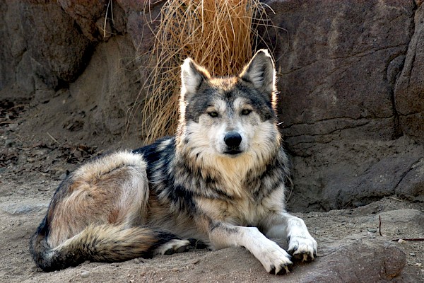 Mexican Wolf at The Living Desert Zoo and Gardens. Click to see more.
