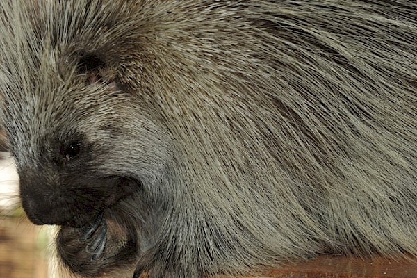 North American Porcupine at The Living Desert Zoo and Gardens. Click to see more.