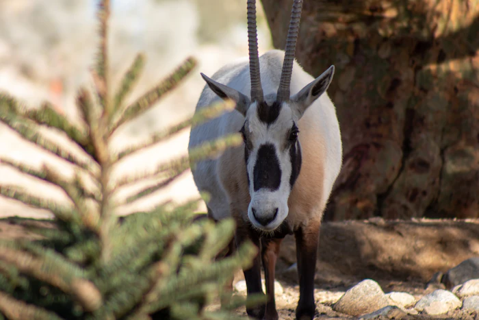 Arabian oryx