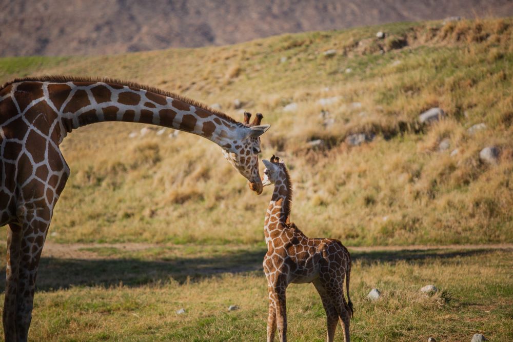 The Living Desert’s One-Month-Old Giraffe Has a Name: Cole