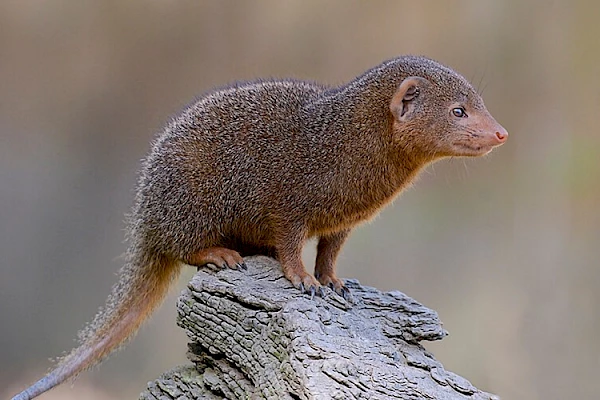 dwarf_mongoose