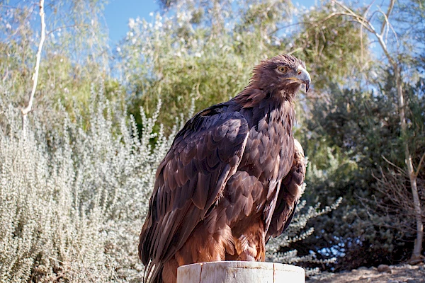 Olympia, golden eagle