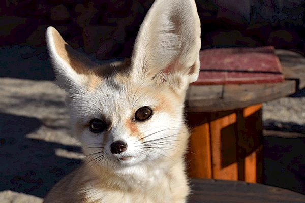 fennec fox