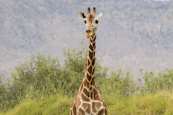 Dadisi, giraffe