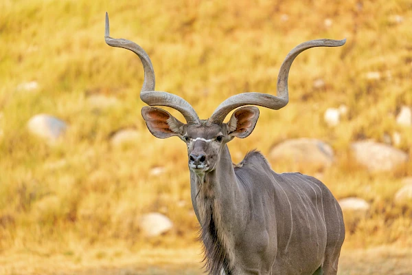 greater kudu