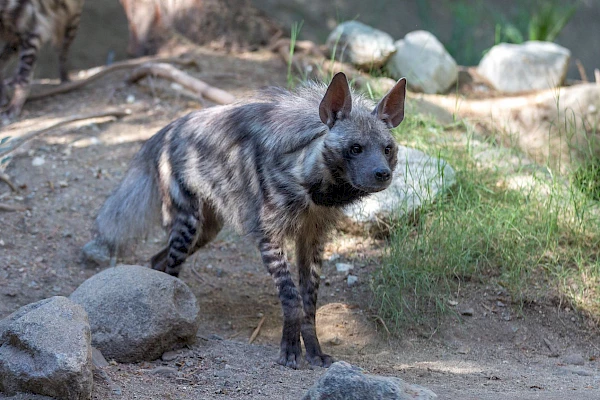 hyena