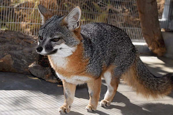 island fox