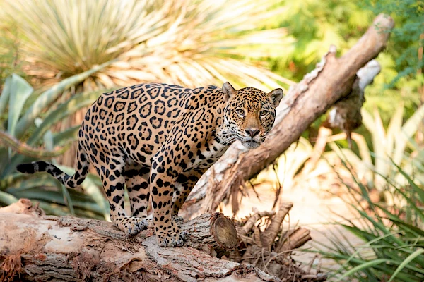 jaguar