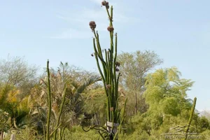 plants african ocotillo