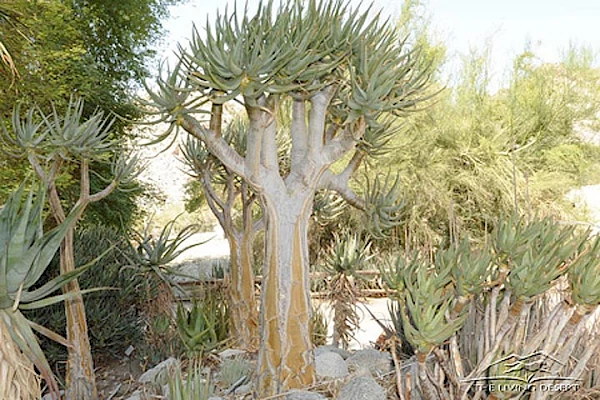 plants-kokerboom