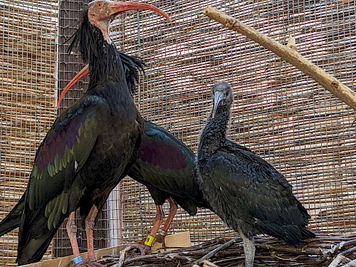 WALDRAPP IBIS CHICK