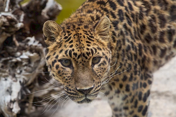 Zoya, Amur leopard