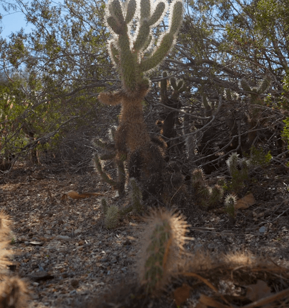 Botanical Gardens