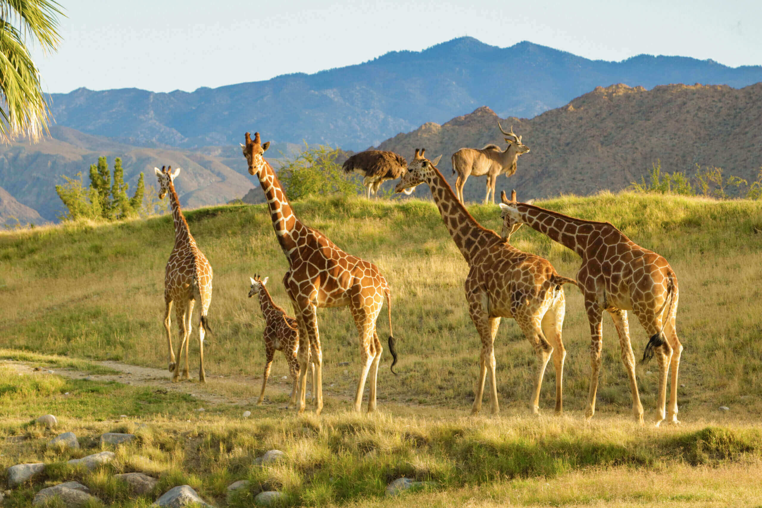 Giraffe The Living Desert