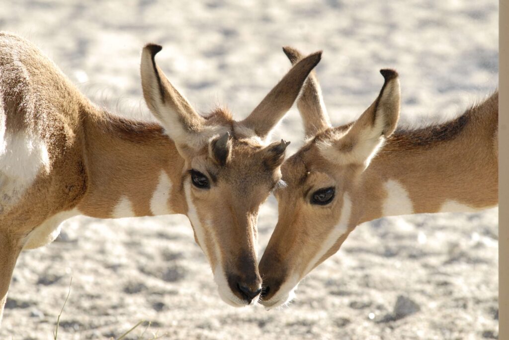 Desert Pronghorn