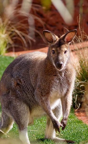 wallaby