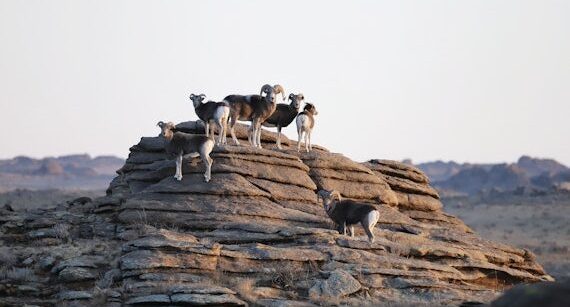 Group of Argali sheep standing on rock in Mongolian Desert.